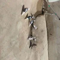 کبوتر