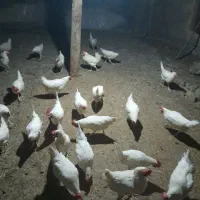 حیوانات