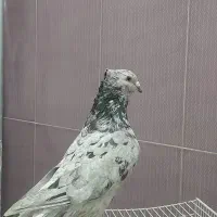 کبوتر نر سرور کاکلی