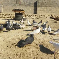 تعدادی کبوتر..|پرنده|گراش, |دیوار