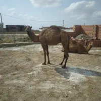 بچه شتر