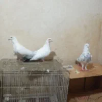 باسلام ۳عددکبوتر