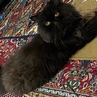 گربه پرشین برتیش