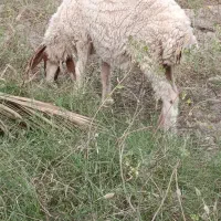 بره ماده