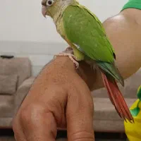 گرینچیک اناناسی|پرنده|میبد, |دیوار