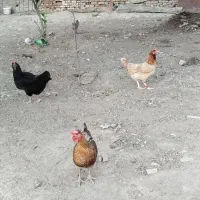 فروشی مرغ تخم گذار