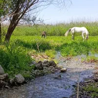 اسب|اسب و تجهیزات اسب‌سواری|نورآباد ممسنی, |دیوار