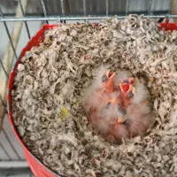 جوجه/ تخم/ قناری ی روزه