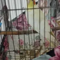 عروس هلندی نر|پرنده|رومشکان, |دیوار