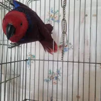 اکلکتوس ماده مولد ۳تخم|پرنده|تهران, تهرانپارس جنوبی|دیوار