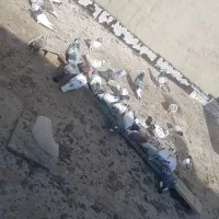 کفتر