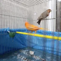 قناری جفتی|پرنده|مبارکه, |دیوار