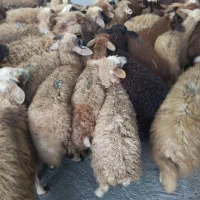 پاکتی دنبه زنده ماهیچه صورتی|حیوانات مزرعه|تهران, اسکندری|دیوار