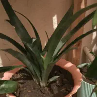 ۲۰عدد گل به همراه استند نگهدارنده|گل و گیاه طبیعی|سهند, |دیوار