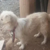 سگ پاکوتاه|سگ|لالجین, |دیوار