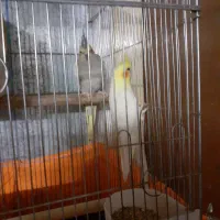 یکجفت طوطی لوتینویو