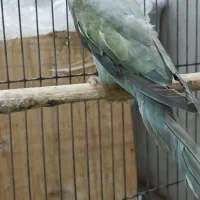 طوطی ملنگو اوپال ابی ماده (ملنگو رنگی لوتینو‌،ابی)