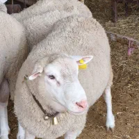 فروش بره نژاد رومن نر و ماده