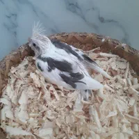 جوجه عروس|پرنده|قشم, |دیوار