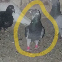 خال طوقی مینا|پرنده|تربتحیدریه, پائین ولایت|دیوار