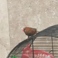 فنچ کینگ جلد