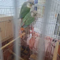 جفت گرینجیک مولد پاین اپل|پرنده|رشت, کوی عرفان|دیوار