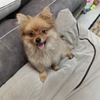 سگ پامر بازیگوش و باهوش سه ماهه دارای شناسنامه