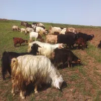 بزوبزغاله فروشی یکجا