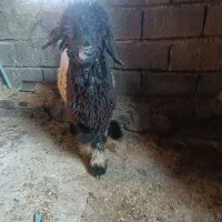 بره تخمی|حیوانات مزرعه|مسجد سلیمان, |دیوار