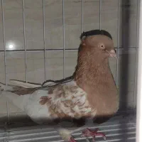 کله ای پرقالی