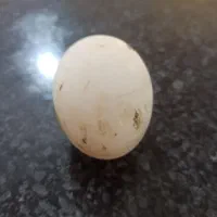 تخم اردک|حیوانات مزرعه|وحدتیه, |دیوار