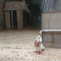 سینه ماده طوقی|پرنده|مشهد, امام رضا (ع)|دیوار