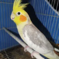 عروس هلندی