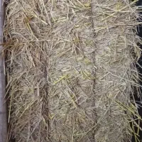 کاه یا همون سرچینا خشک