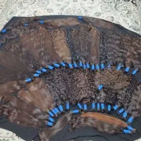 مو طلای|آرایشی، بهداشتی، درمانی|خرم‌آباد, |دیوار