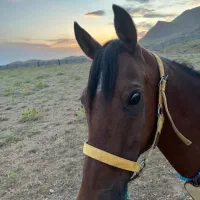 مادیون|اسب و تجهیزات اسب‌سواری|تهران, تهرانپارس غربی|دیوار