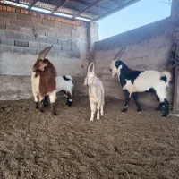 بز وبزغاله معاوضه و فروش بزقاله با بره نر وگوسفند