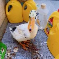 فروش اردک