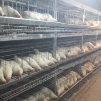 مرغ تخمگذار