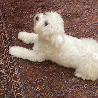 واگذاری سگ نژاد مالتیز