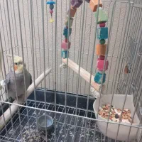 عروس هلندی نر همراه قفس|پرنده|ری, شهرک نظامی|دیوار