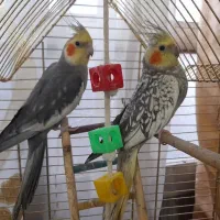 یک جفت عروس هلندی بالغ تخم گذار