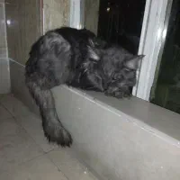 گربه بیمار