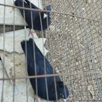 جفت کفتر|پرنده|زرند, |دیوار