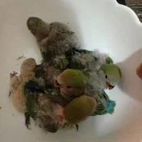 طوطی برزیلی|پرنده|اردبیل, |دیوار