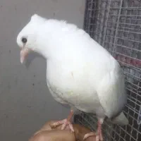 کبوتر سفید اراکی اصیل|پرنده|شیراز, عادل آباد|دیوار