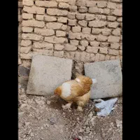 تخم مرغ نطفه دار برهما|حیوانات مزرعه|اصفهان, شهرک کاوه|دیوار