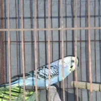 مرغ عشق|پرنده|فسا, |دیوار