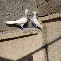 کبوتر طوقی کاکل