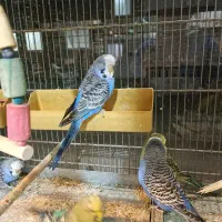 مرغ عشق انگلیسی|پرنده|اسلامشهر, مطهری|دیوار